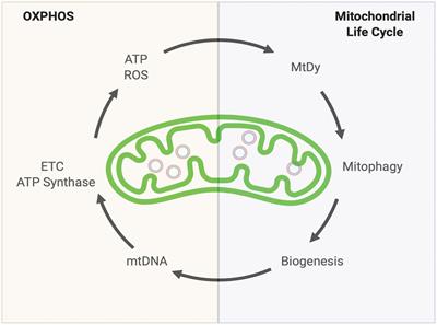 mtDNA Heteroplasmy at the Core of Aging-Associated Heart Failure. An Integrative View of OXPHOS and Mitochondrial Life Cycle in Cardiac Mitochondrial Physiology